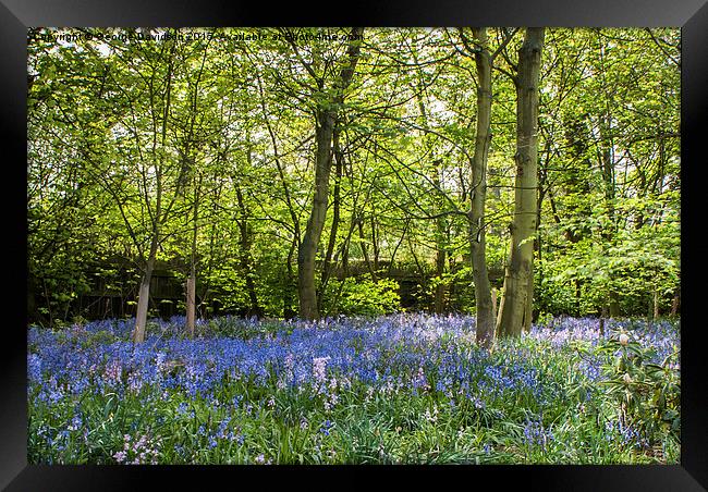 Enchanted Bluebell Forest Framed Print by George Davidson