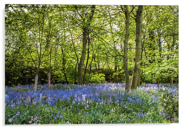 Enchanted Bluebell Forest Acrylic by George Davidson