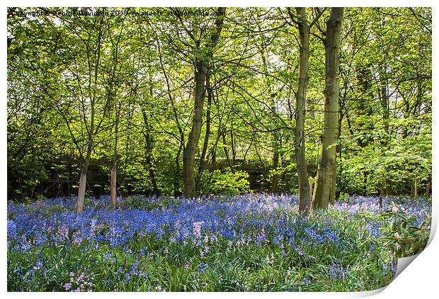Enchanted Bluebell Forest Print by George Davidson