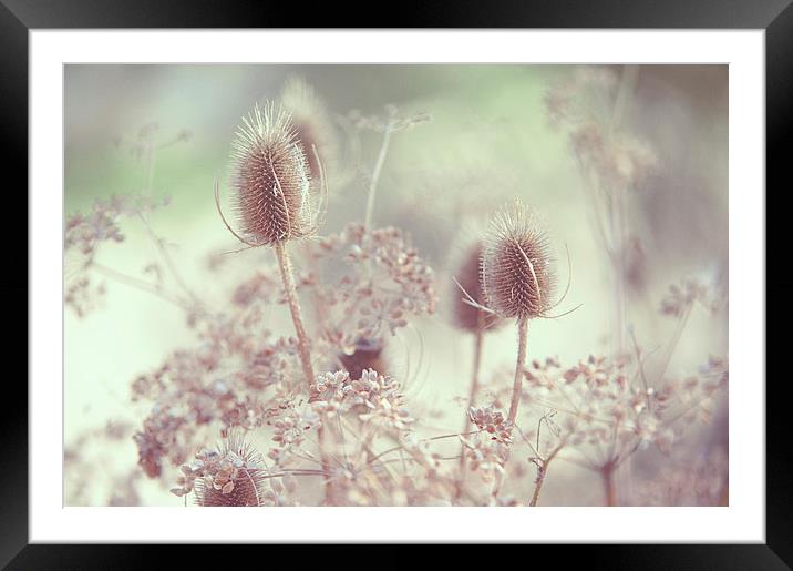  Icy Morning. Wild Grass  Framed Mounted Print by Jenny Rainbow