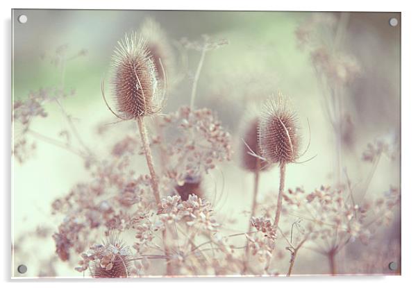  Icy Morning. Wild Grass  Acrylic by Jenny Rainbow