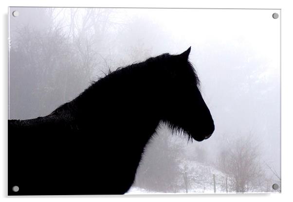 Horse in snowy field Acrylic by Pete Holloway