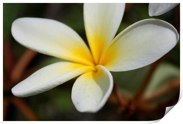 Yellow Hawaii sweet plumeria flower Print by Terrance Lum