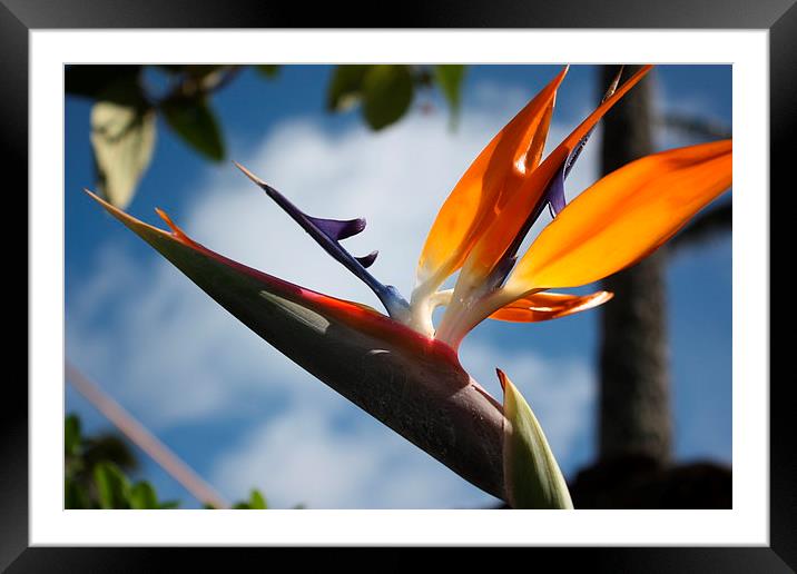  Hawaii Bird of Paradise flower Framed Mounted Print by Terrance Lum