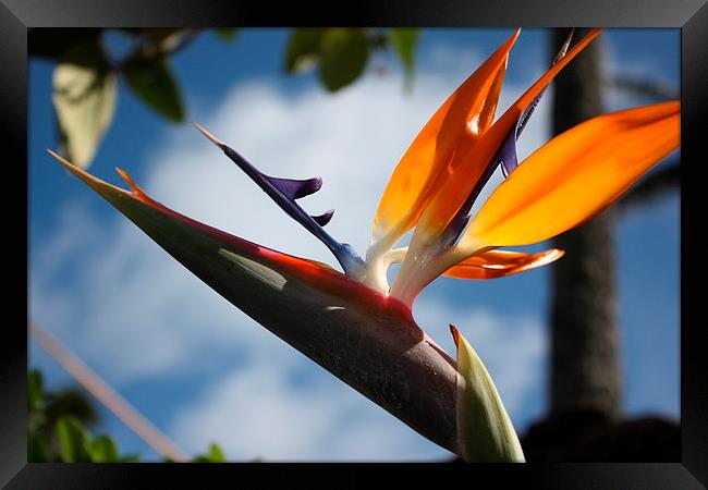  Hawaii Bird of Paradise flower Framed Print by Terrance Lum