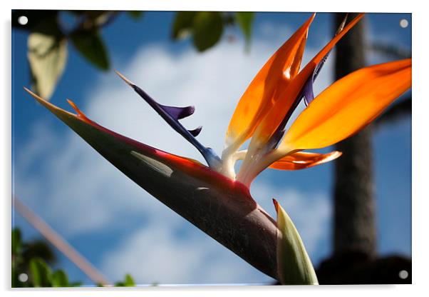  Hawaii Bird of Paradise flower Acrylic by Terrance Lum
