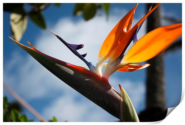  Hawaii Bird of Paradise flower Print by Terrance Lum