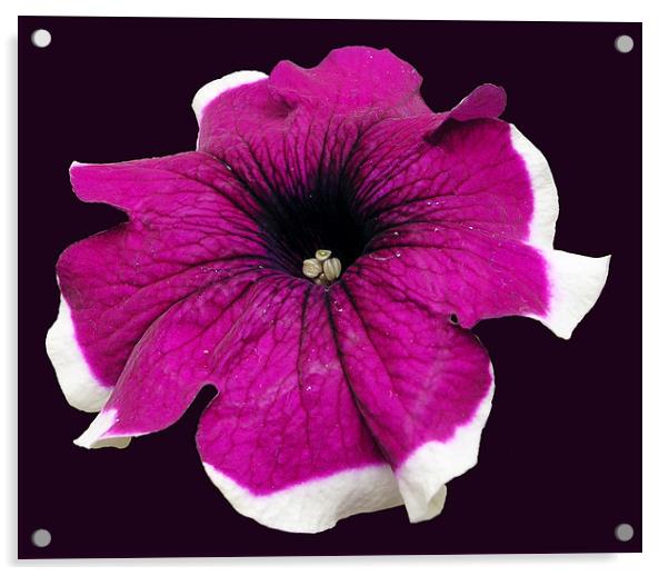 Glorious Petunia  Acrylic by james balzano, jr.