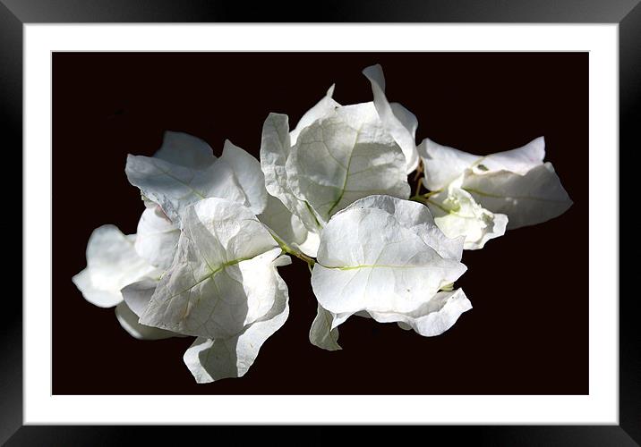 White Tropical Flores Framed Mounted Print by james balzano, jr.