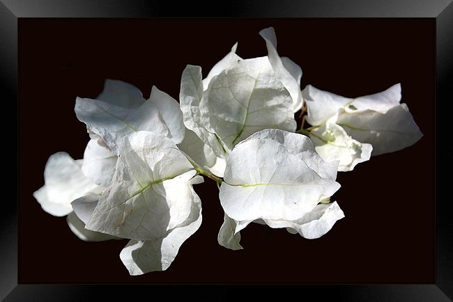 White Tropical Flores Framed Print by james balzano, jr.