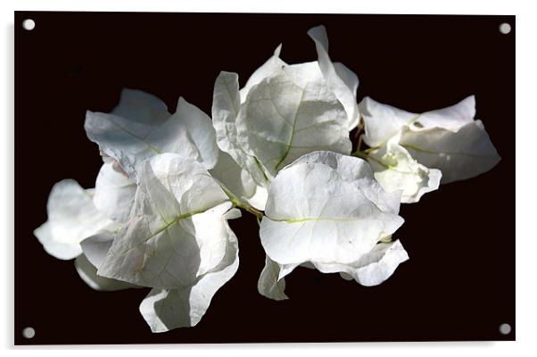 White Tropical Flores Acrylic by james balzano, jr.