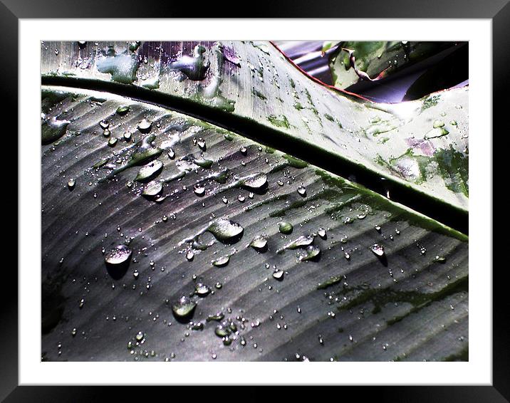  Water Droplets on a Leaf Framed Mounted Print by james balzano, jr.