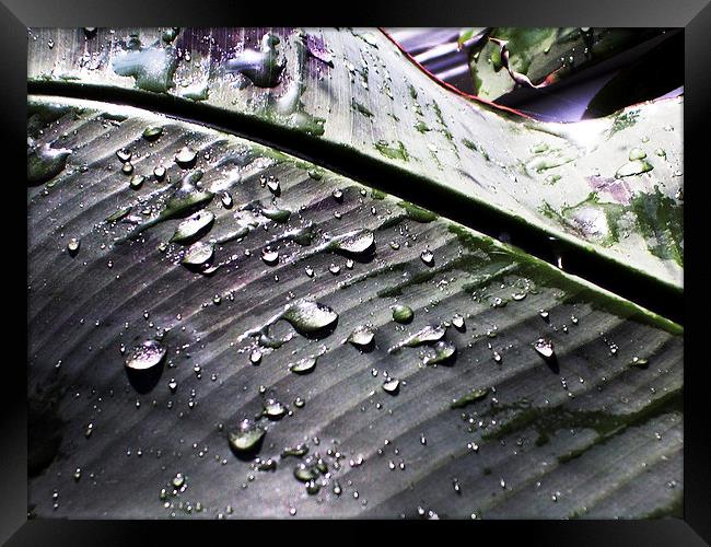  Water Droplets on a Leaf Framed Print by james balzano, jr.