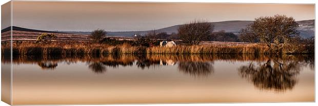  A horse at Broad Pool Canvas Print by Leighton Collins