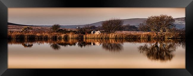 A horse at Broad Pool Framed Print by Leighton Collins