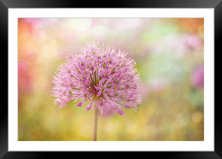  Allium Bokeh Framed Mounted Print by Libby Hall