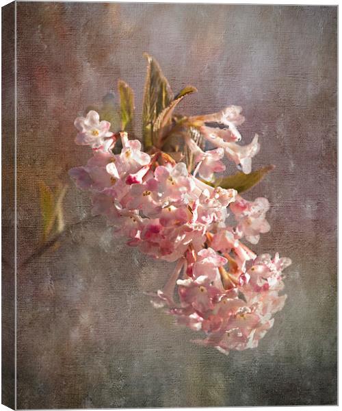  Viburnum  Canvas Print by LIZ Alderdice