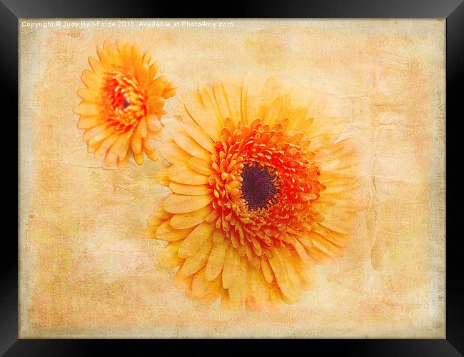  Bright Orange Framed Print by Judy Hall-Folde