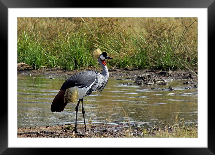  Grey Crowned Crane Framed Mounted Print by Tony Murtagh