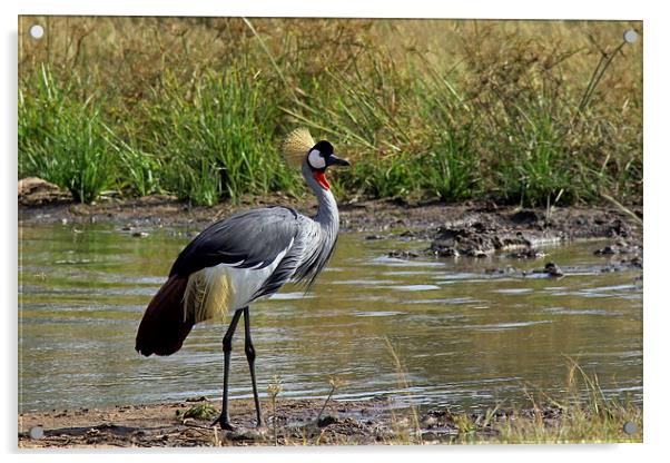  Grey Crowned Crane Acrylic by Tony Murtagh