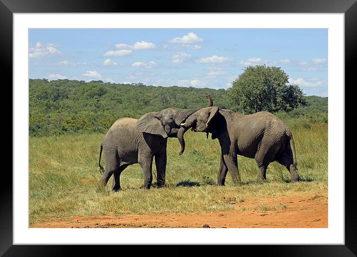 Pair of Elephants Framed Mounted Print by Tony Murtagh