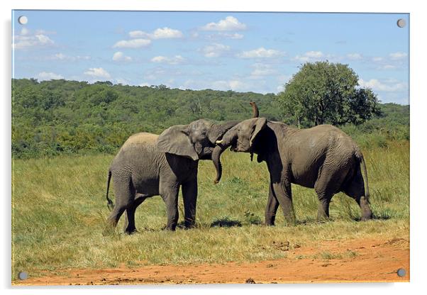 Pair of Elephants Acrylic by Tony Murtagh