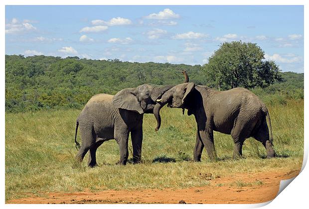 Pair of Elephants Print by Tony Murtagh