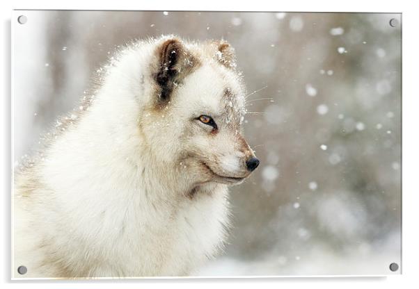  Arctic Fox Acrylic by Grant Glendinning