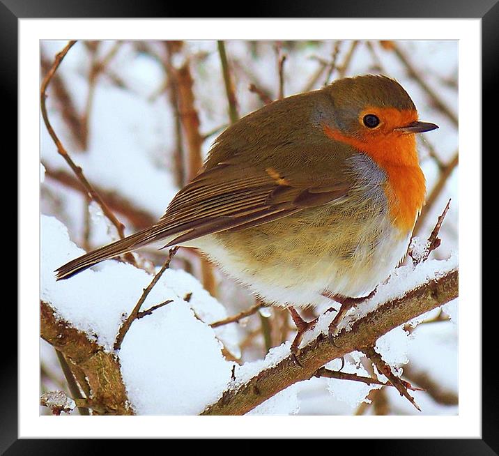 A Robin In The Snow. Framed Mounted Print by Aj’s Images