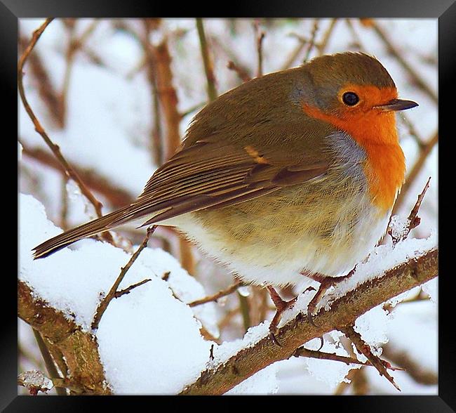 A Robin In The Snow. Framed Print by Aj’s Images