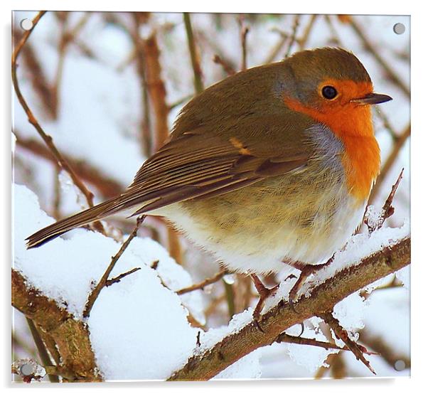 A Robin In The Snow. Acrylic by Aj’s Images
