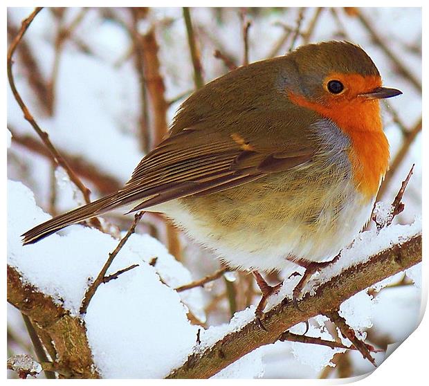 A Robin In The Snow. Print by Aj’s Images