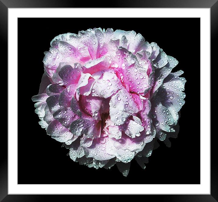 Drenched Peony  Framed Mounted Print by james balzano, jr.