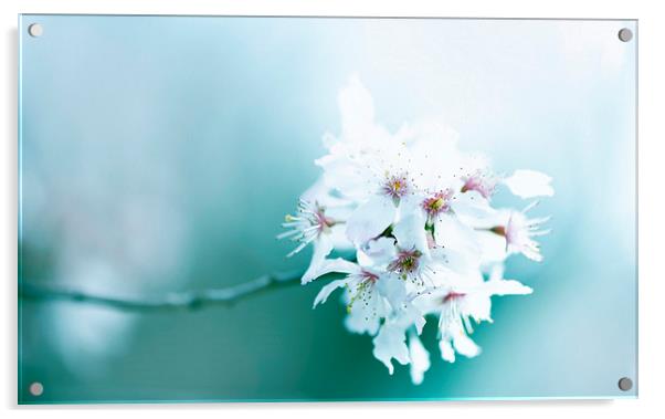Cherry blossom! Acrylic by Inguna Plume