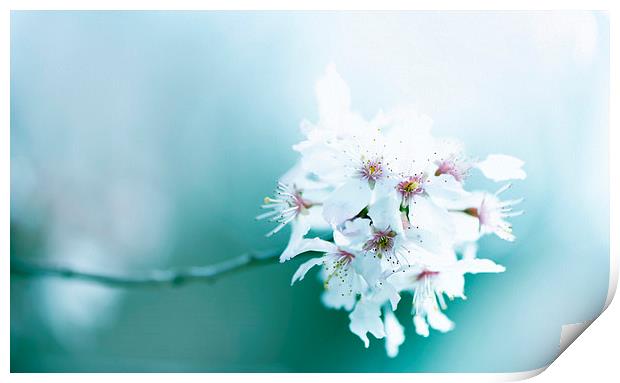 Cherry blossom! Print by Inguna Plume