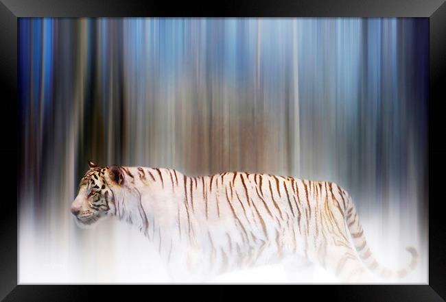 Tiger in the mist Framed Print by Valerie Anne Kelly