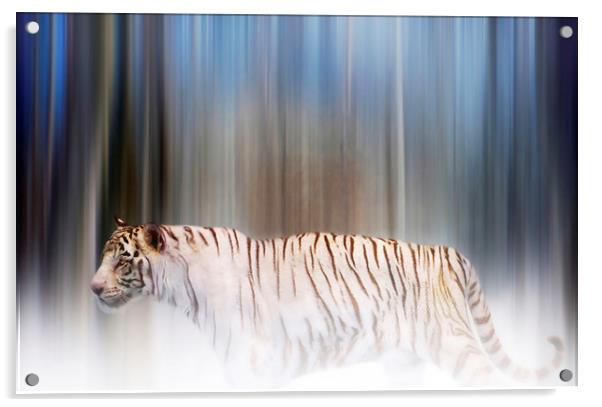Tiger in the mist Acrylic by Valerie Anne Kelly