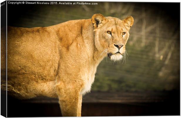 Beautiful Lioness Canvas Print by Stewart Nicolaou