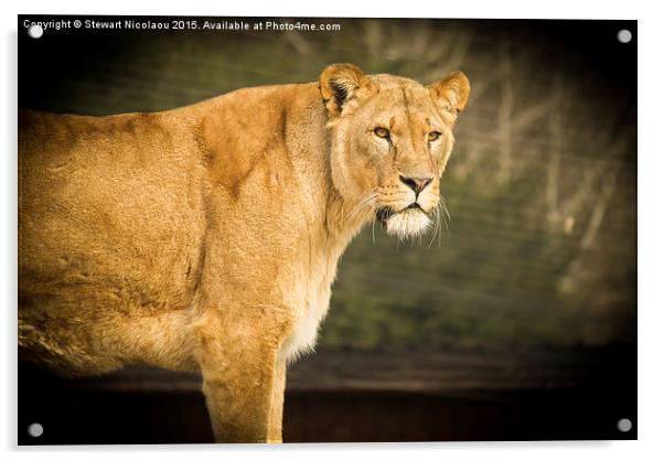 Beautiful Lioness Acrylic by Stewart Nicolaou