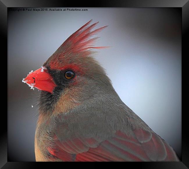  Female Northern Cardinal Framed Print by Paul Mays