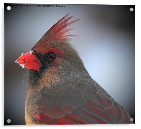  Female Northern Cardinal Acrylic by Paul Mays