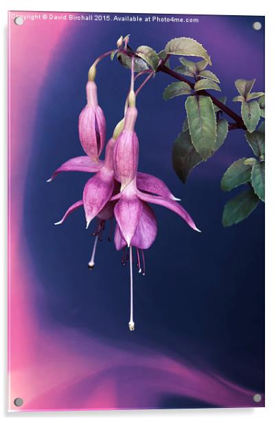  Fuchsia Swirl Acrylic by David Birchall