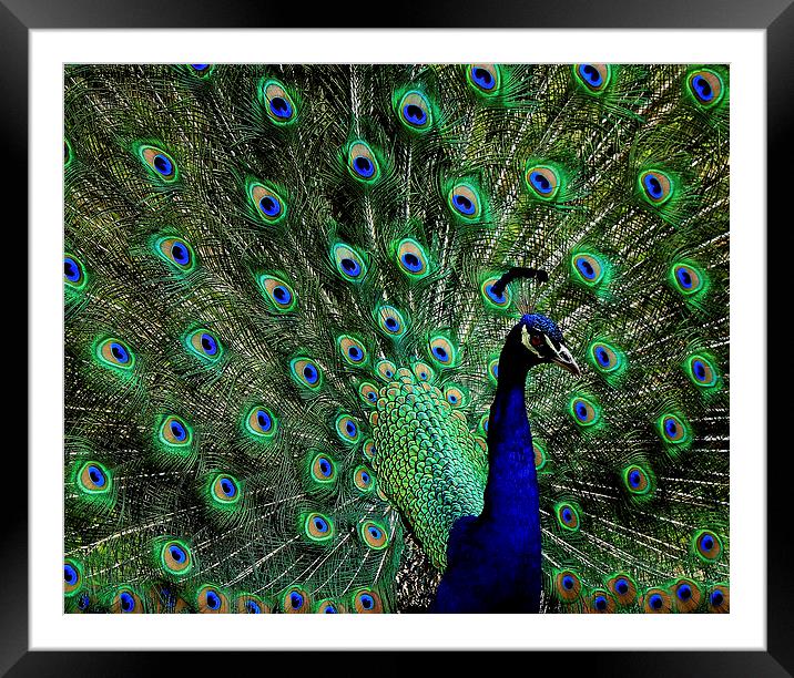  Peacock Framed Mounted Print by Paul Mays