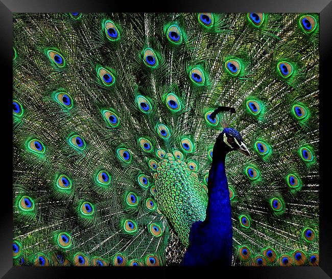  Peacock Framed Print by Paul Mays
