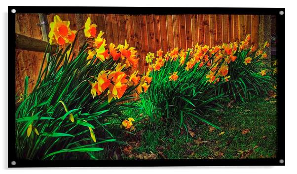 Daffodills  Acrylic by Carmel Fiorentini