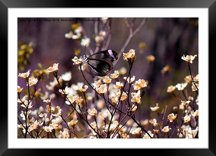  Glass Wing on blooms Framed Mounted Print by Paul Mays