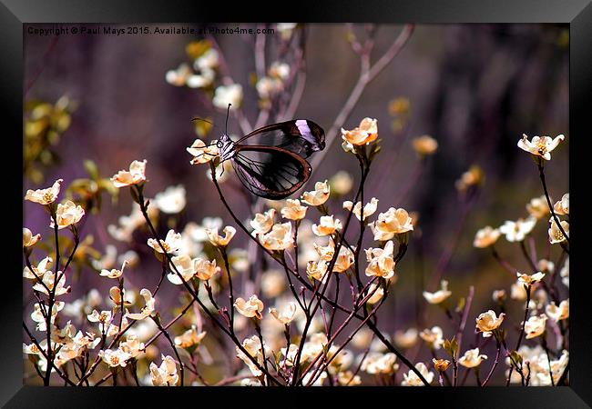  Glass Wing on blooms Framed Print by Paul Mays