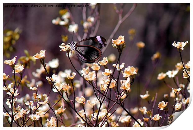  Glass Wing on blooms Print by Paul Mays