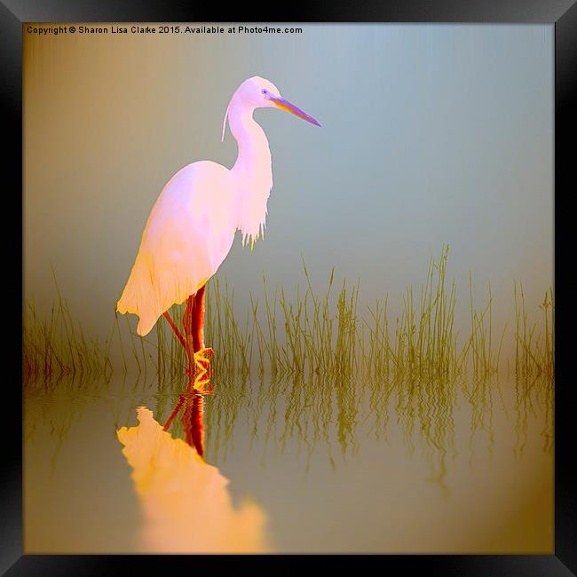  Egret in sunlight Framed Print by Sharon Lisa Clarke