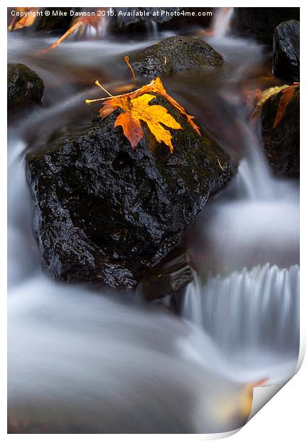 Autumn Above and Below Print by Mike Dawson